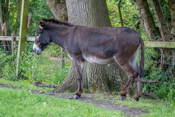 portrait of a cute brown donkey resting by the trunk of a tree - obrazy, fototapety, plakaty