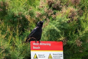carrion crow corvus corone perched on a sign for West Wittering Beach West Sussex England