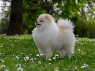 A funny spitz, a tiny dog.