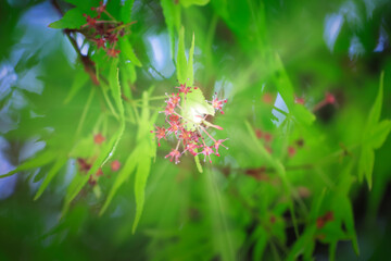 和風イメージの初夏の新緑の花が咲いている青もみじ