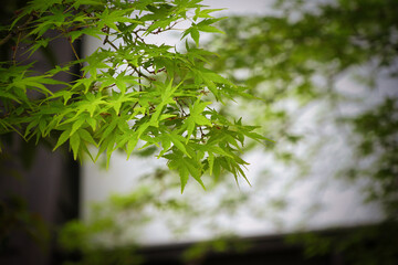 和風イメージの初夏の新緑の花が咲いている青もみじ