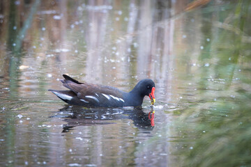 Common moorhen (Gallinula chloropus) swims in the water perpendicular to the camera lens. Close-up portrait of waterhen.	