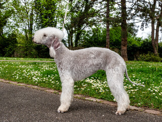 Funny Bedlington Terrier. A dog that looks like a sheep.