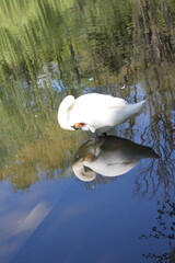 white swan on the lake