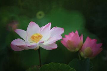 Nelumbo Nucifera, also known as sacred lotus, Indian lotus or simply lotus. Lotus plants are...