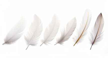 isolated feathers on a white background