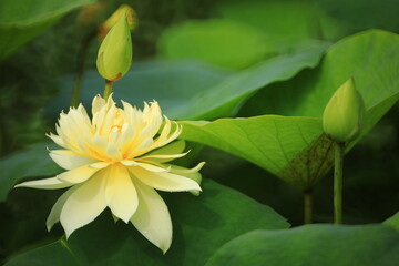 One of the hottest lotus on the international scene, 'Autumn in Moling' has a very bright, true...