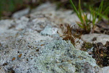 Precious drops of water from the morning dew covering an isolated plant of Ceratodon purpureus that is growing on the rock, purple moss, Burned ground moss on the stone, warm colours closeup