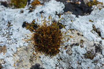 Precious drops of water from the morning dew covering an isolated plant of Ceratodon purpureus that is growing on the rock, purple moss, Burned ground moss on the stone, warm colours closeup