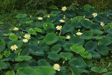 One of the hottest lotus on the international scene, 'Autumn in Moling' has a very bright, true...
