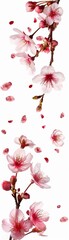 A branch of delicate pink cherry blossoms with petals falling against a white background.