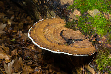 brown bear bread mushroom with white borders and green moss in the forest - Ganoderma applanatum - obrazy, fototapety, plakaty