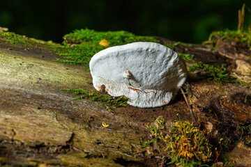 brown bear bread mushroom with white borders and green moss in the forest - Ganoderma applanatum