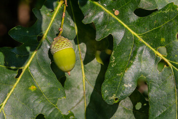 Oak branch with green leaves and acorns on a sunny day. Oak tree in summer. Blurred leaf background.