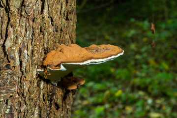 brown bear bread mushroom with white borders and green moss in the forest - Ganoderma applanatum