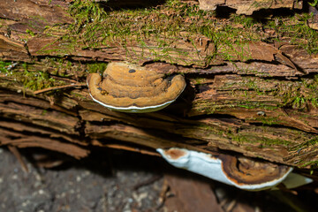 brown bear bread mushroom with white borders and green moss in the forest - Ganoderma applanatum
