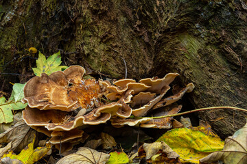 Natural closeup on the Giant Polypore fungus, Meripilus giganteus in the forest