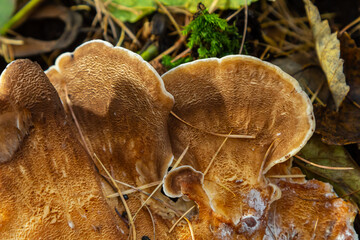 Natural closeup on the Giant Polypore fungus, Meripilus giganteus in the forest