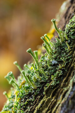 Close up of the trumpet lichen Cladonia fimbriata between stone flowers and moss on a rock