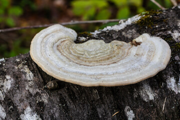 Fomes fomentarius mushroom on the trunk of an old poplar on a summer day