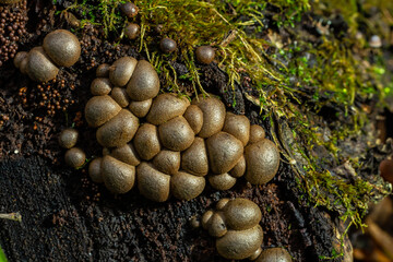 Set of Lycoperdon Perlatum mushrooms in the pine forest