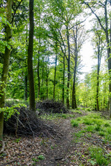Obraz premium Wald und Wirtschaftsweg