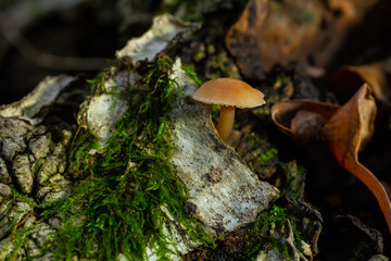 Psathyrella piluliformis Common Stump Brittlestem mushroom reddish-brown mushroom that grows steeply in groups, natural light