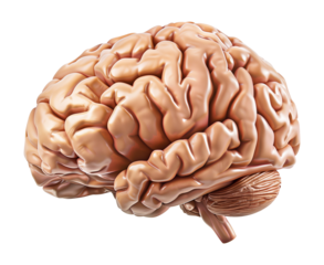 Realistic Human Brain Isolated on Transparent Background
