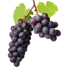 Fototapeta premium Grapes on Vines Isolated on Transparent Background 