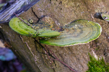beautiful trametes versicolor mushroom well detailed