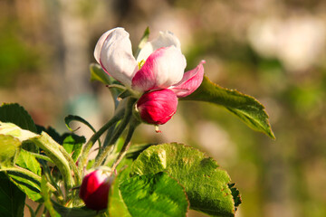Frühlingserwachen im Obstgarten