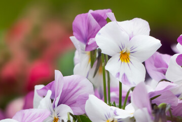 色とりどりの花が咲く美しい花壇を望遠撮影　ズームアップ