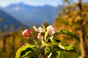 Apfelblüten im Sonnenlicht