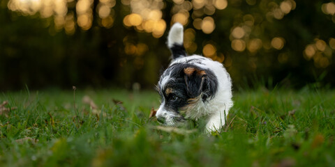 A Jack Russell Terrier puppy dog is searching a trail in autumn at sunrise - 9 weeks old
