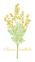 Hand drawn illustration of yellow mimosa acacia flower. Another name for mimosa is Acacia dealbata.