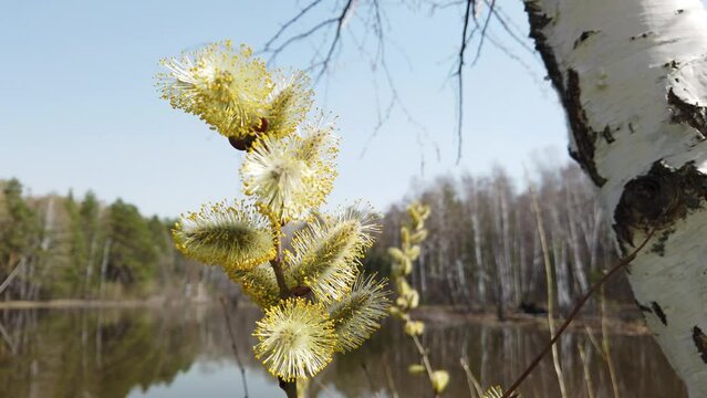 Willow blossom in early spring, with pollen on flowers against the backdrop of a forest lake. Danger for allergy sufferers.