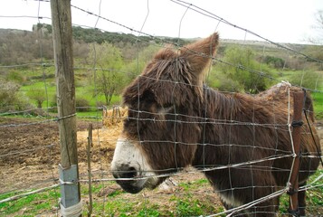 Brown long-haired donkey behind the fence
