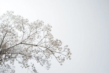 Blossoming baby's breath evokes a sense of ethereal beauty against a pure white expanse. - obrazy, fototapety, plakaty