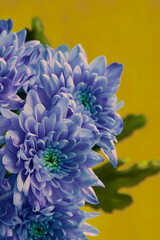  Lilac chrysanthemum flowers in the sunlight on a yellow background, close-up, vertical shot