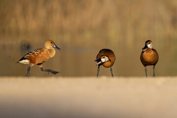 Whistling Duck 