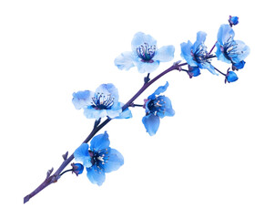 Blue flower branch on transparent background