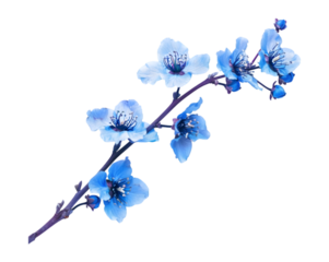 Blue flower branch on transparent background