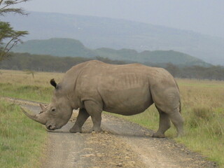 Kenyan Rhino 2005