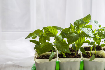 Young seedlings of peppers on the windowsill. Ecological cultivation of homemade pepper seedlings...