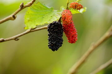 Close-up of ripe mulberry fruit on the tree