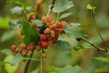 Close-up of ripe mulberry fruit on the tree