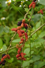 Close-up of ripe mulberry fruit on the tree