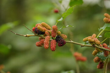 Close-up of ripe mulberry fruit on the tree