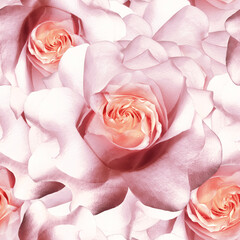 Seamless floral pink  background. Flowers peonies and petals peonies. Close up. - 794081247