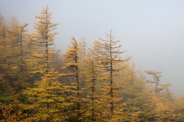 Foggy autumn forest landscape. View of the larch forest in the fog. Larch trees with yellow crowns in the mountains. Traveling and hiking in northern nature. Beautiful autumn taiga. Natural background